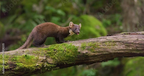 European pine marten eating on overturned tree in the woods photo