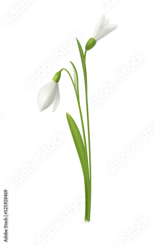 Realistic Snowdrop Illustration