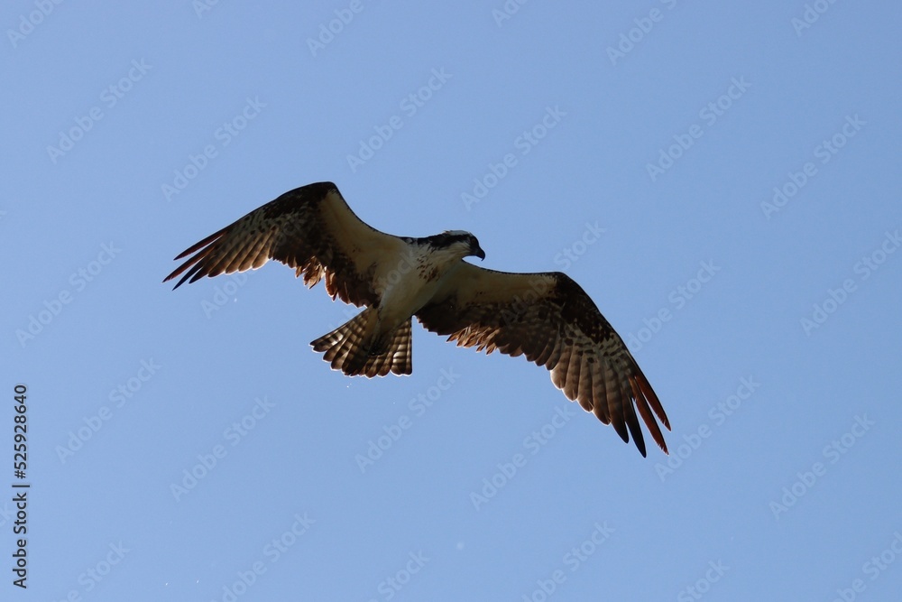 Obraz premium osprey in flight