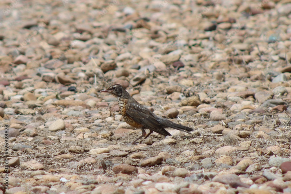 bird on the ground bird on the ground