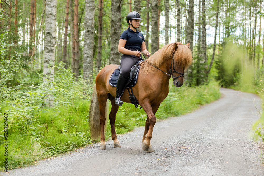Icelandic horse with female rider on saddle. Rider wearing helmet.