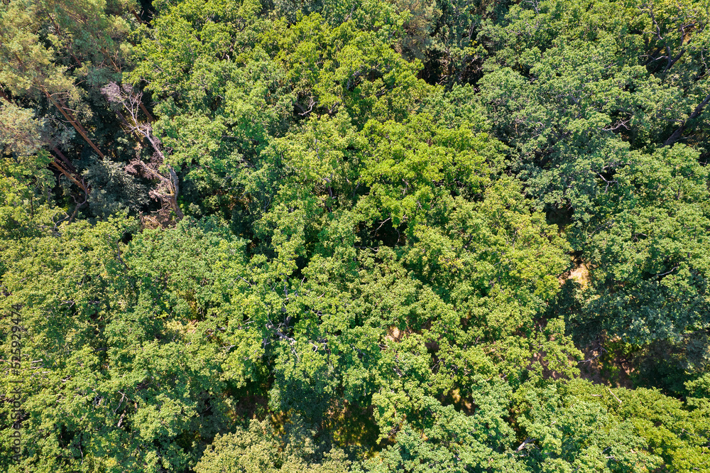 Drone view of the summer deciduous oak and pine forest. Drone view of the summer deciduous oak and pine forest.