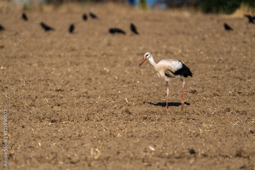 Obraz premium Groupe Cigogne en migration