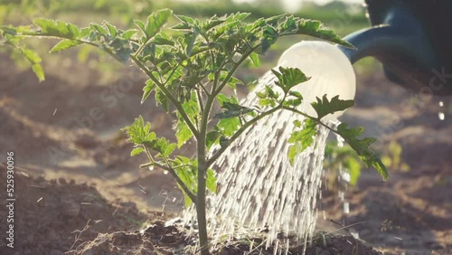 Hobby farm. Growing tomatoes on a farm. Tomatoes without nitrates