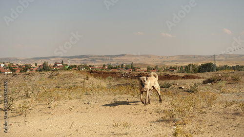 faithful shepherd dogs protect the flock of sheep from wolves, Anatolian kangal dogs,