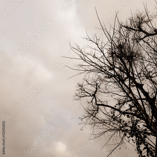 silhouette of tree with dry branch © Wahjoekris