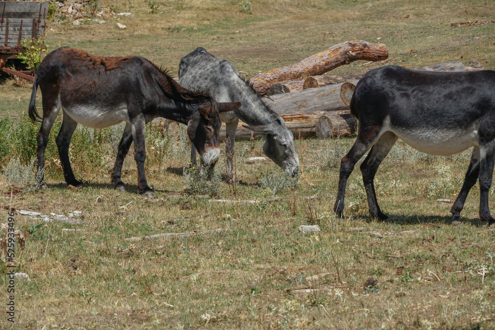 Mulas, asnos y burros pastando en el campo o dehrsa Mulas, asnos y burros pastando en el campo o dehrsa