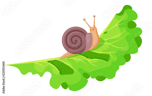 Snail vector. Snail eating salad. Snail on green leaf lettuce. Vector illustration cartoon flat icon isolated on white background.