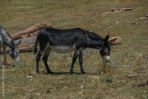Mulas, asnos y burros pastando en el campo o dehrsa