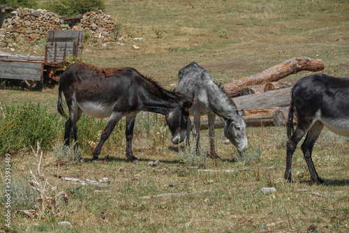 Mulas  asnos y burros pastando en el campo o dehrsa