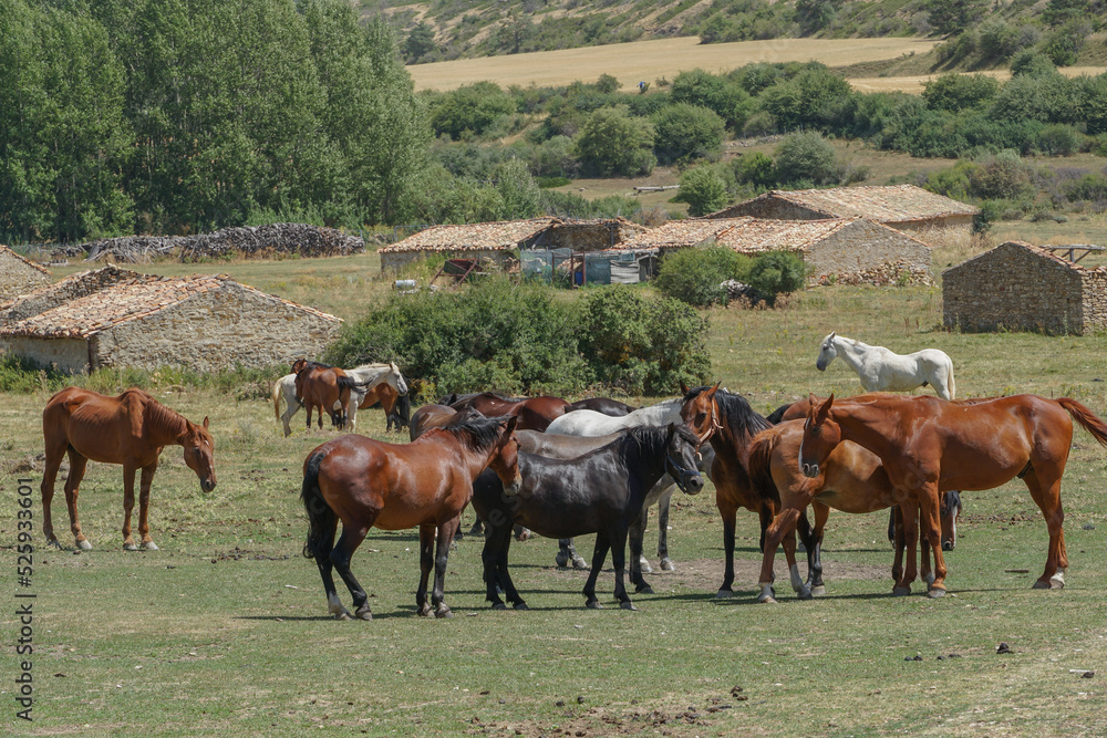 Manada de caballos , marrones, blancos, negros y grises en una dehesa en Teruel.