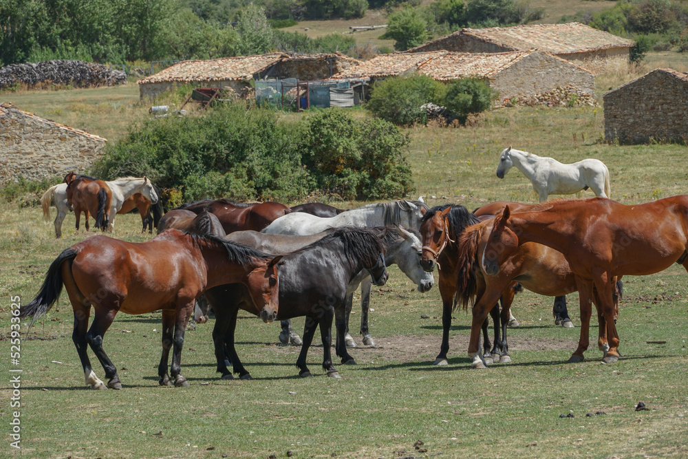 Manada de caballos , marrones, blancos, negros y grises en una dehesa en Teruel. Manada de caballos , marrones, blancos, negros y grises en una dehesa en Teruel.