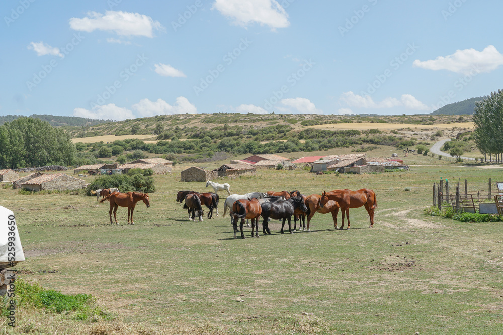 Manada de caballos , marrones, blancos, negros y grises en una dehesa en Teruel. Manada de caballos , marrones, blancos, negros y grises en una dehesa en Teruel.