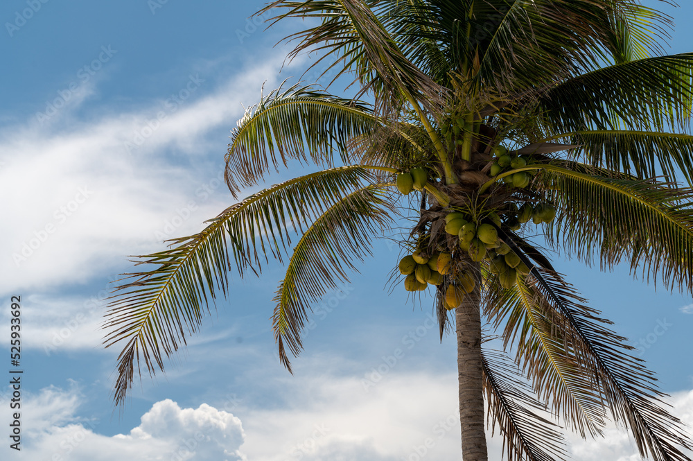 Fototapeta premium Looking up at tropical palm tree with coconuts with blue skies and clouds in the background