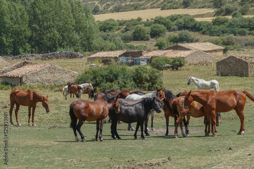Manada de caballos , marrones, blancos, negros y grises en una dehesa en Teruel.