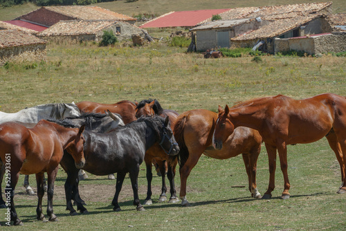 Manada de caballos , marrones, blancos, negros y grises en una dehesa en Teruel.