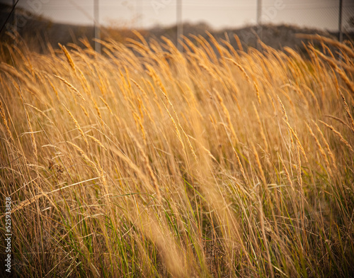 Grass blowin in the wind photo