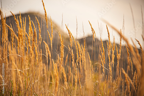 Yellow grass blowin in the wind photo