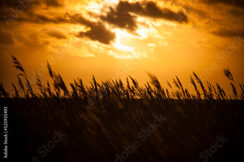 Grass straws in sunset photo