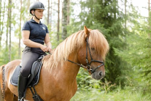 Icelandic horse with female rider on saddle. Rider wearing helmet.