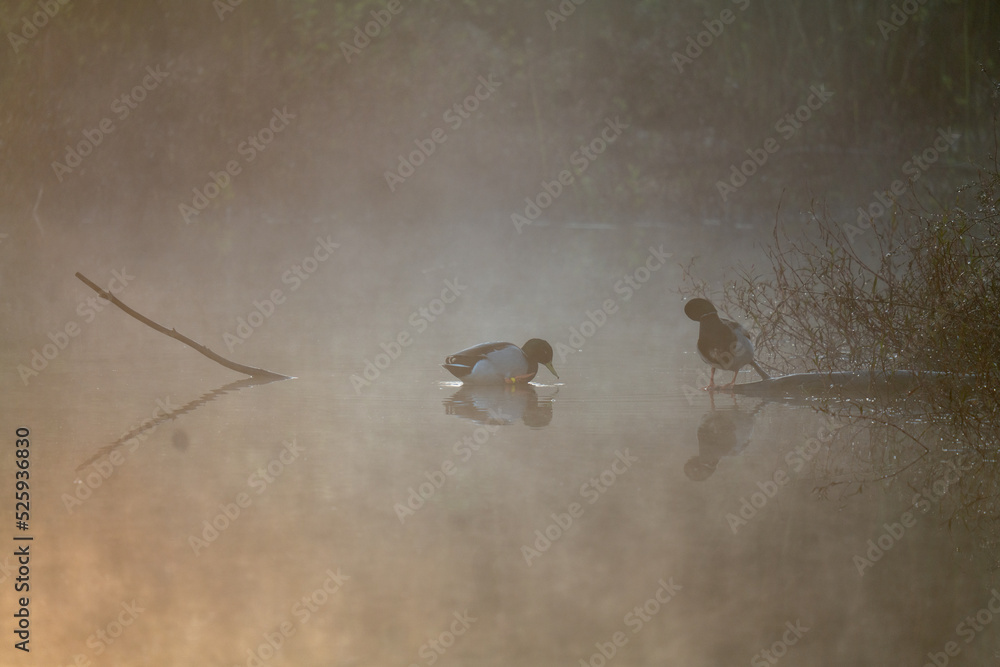 Obraz premium ducks in the fog