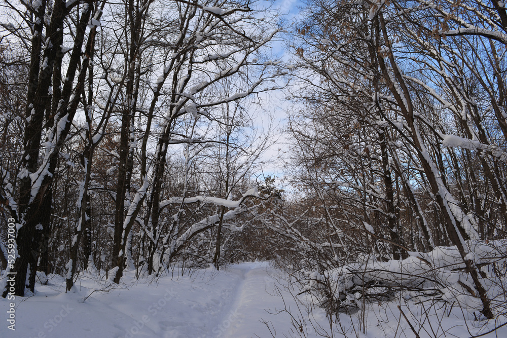 Narrow path in snow through winter forest with snow-covered trees.