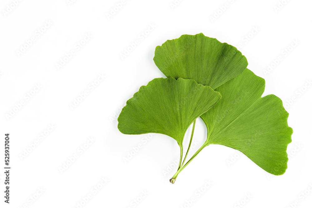 Ginkgo biloba green leaves isolated on white background, closeup