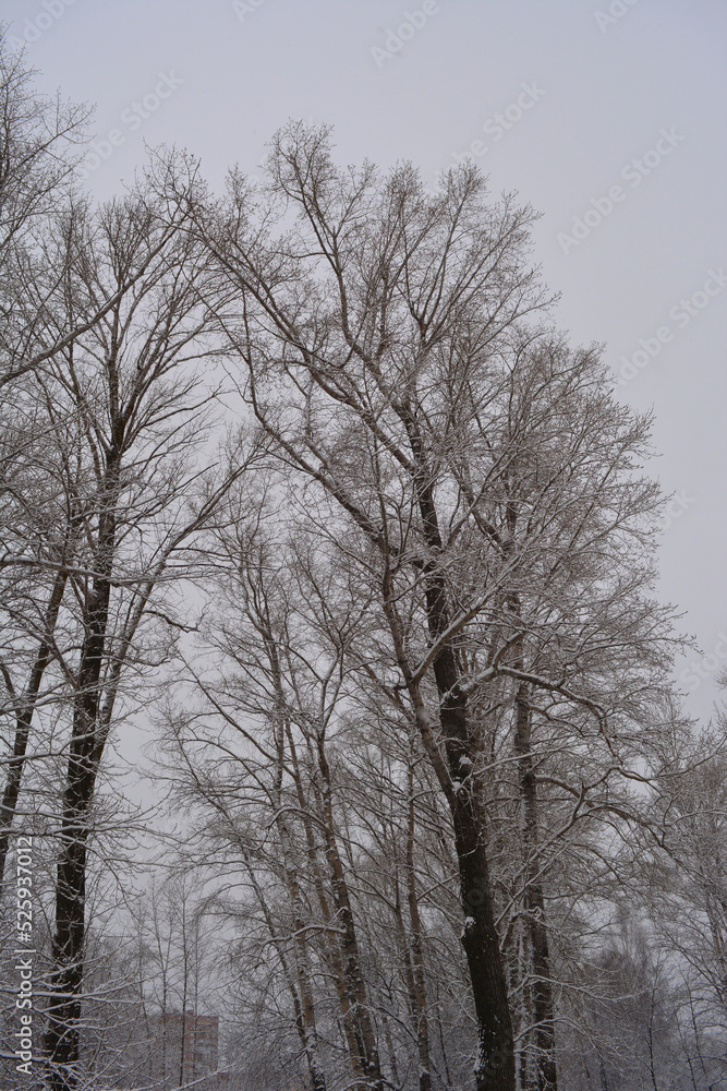 Snowfall in winter park. Trees covered by snow on the background of grey sky Snowfall in winter park. Trees covered by snow on the background of grey sky
