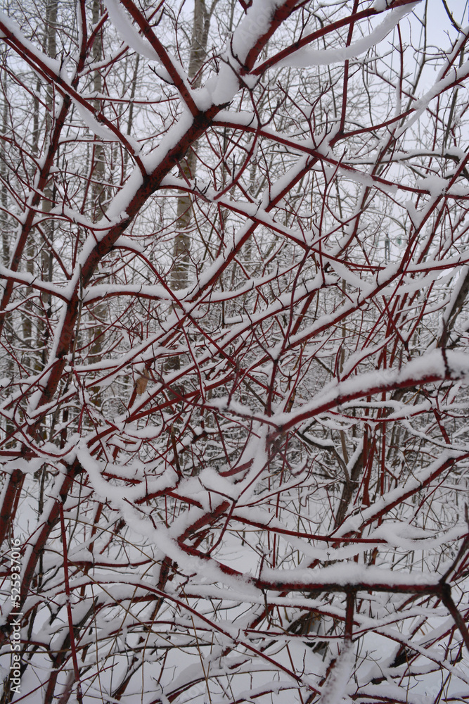 Cornus bush with red branches covered by snow in winter forest Cornus bush with red branches covered by snow in winter forest