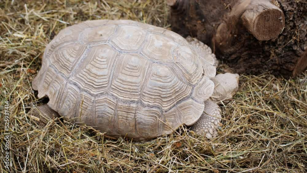 A large white turtle is lying on the hay. A large white turtle is lying on the hay.