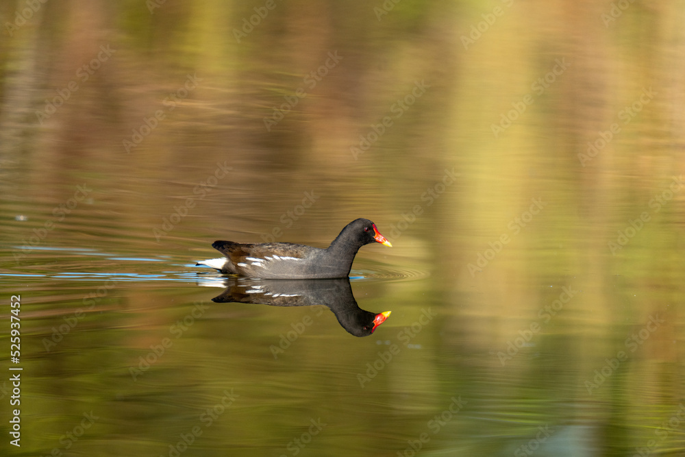 Reflection of a duck Reflection of a duck