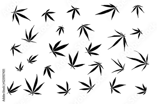 Fototapeta Naklejka Na Ścianę i Meble -  black and white image of cannabis leaves