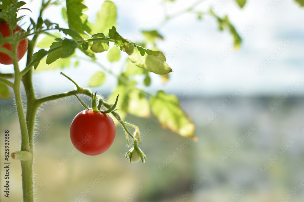 Seedlings on the windowsill with ripe tomato fruits. Seedlings on the windowsill with ripe tomato fruits.