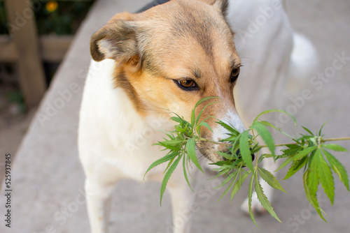 portrait of a dog that sniffs cannabis leaves