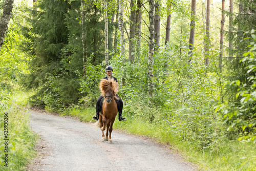 Icelandic horse with female rider on saddle. Rider wearing helmet. © AnttiJussi