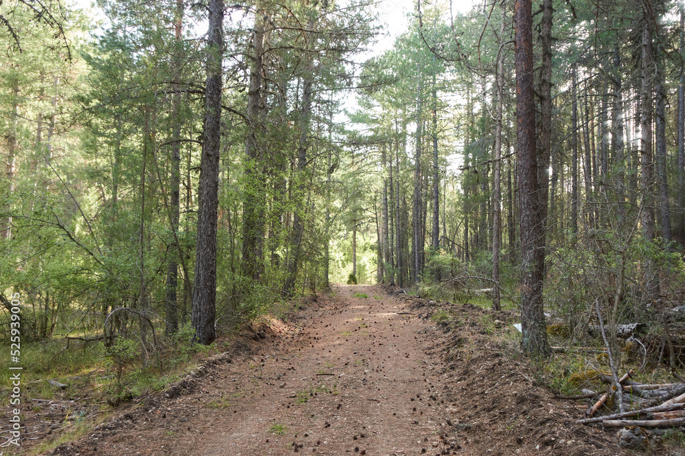 Fototapeta premium footpath in the woods