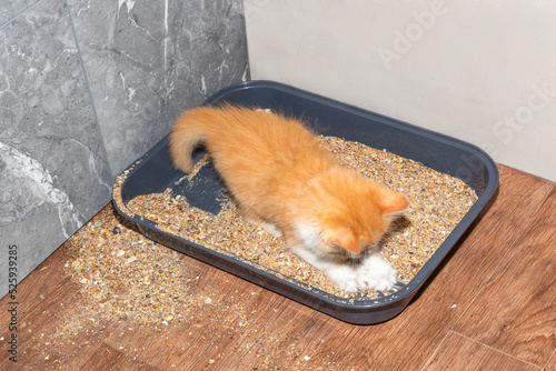 red kitten plays with sand in the cat litter box. Potty training a kitten photo