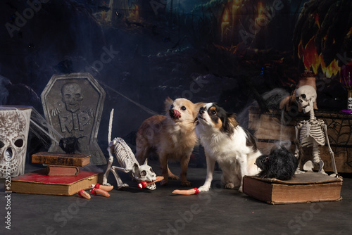 Chihuahua dogs posing in a Halloween setting