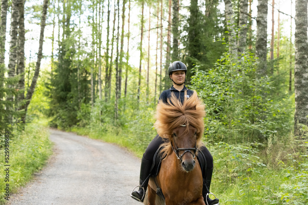 Icelandic horse with female rider on saddle. Rider wearing helmet. Icelandic horse with female rider on saddle. Rider wearing helmet.