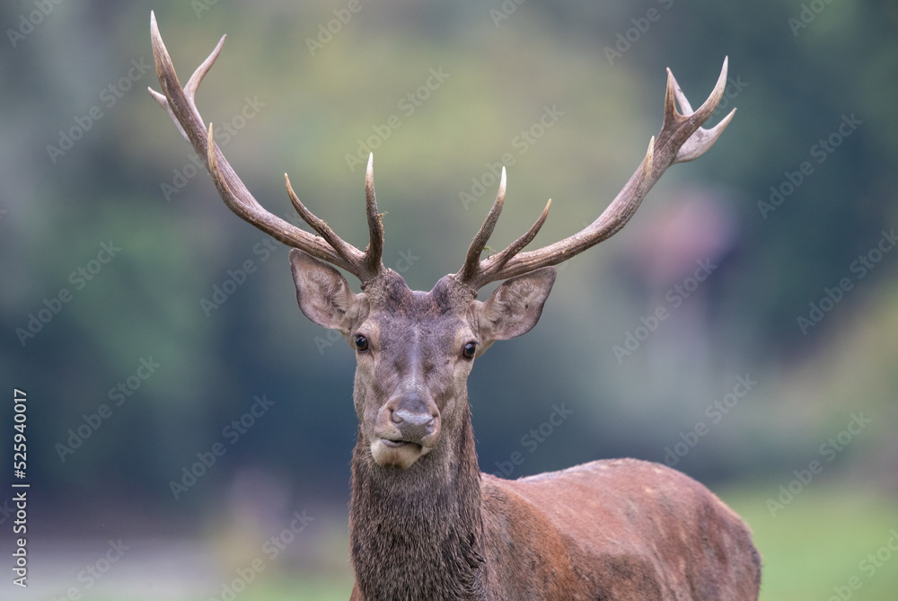 Red deer with big antlers looking at camera Red deer with big antlers looking at camera
