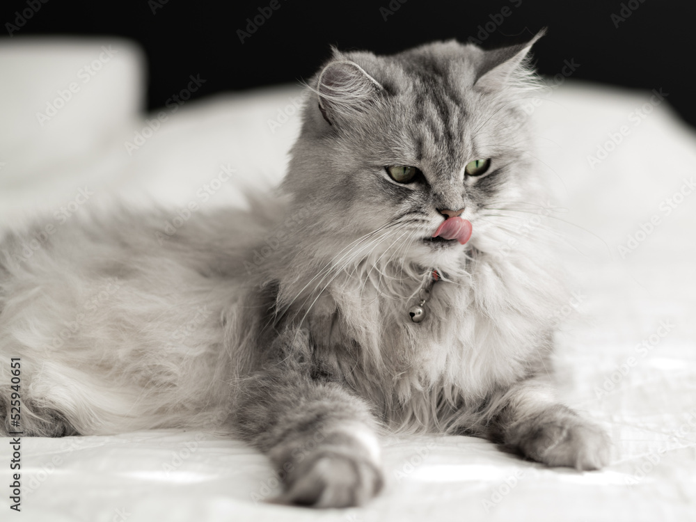 Beautiful long-haired cat lies on the bed. The cat licks its lips.