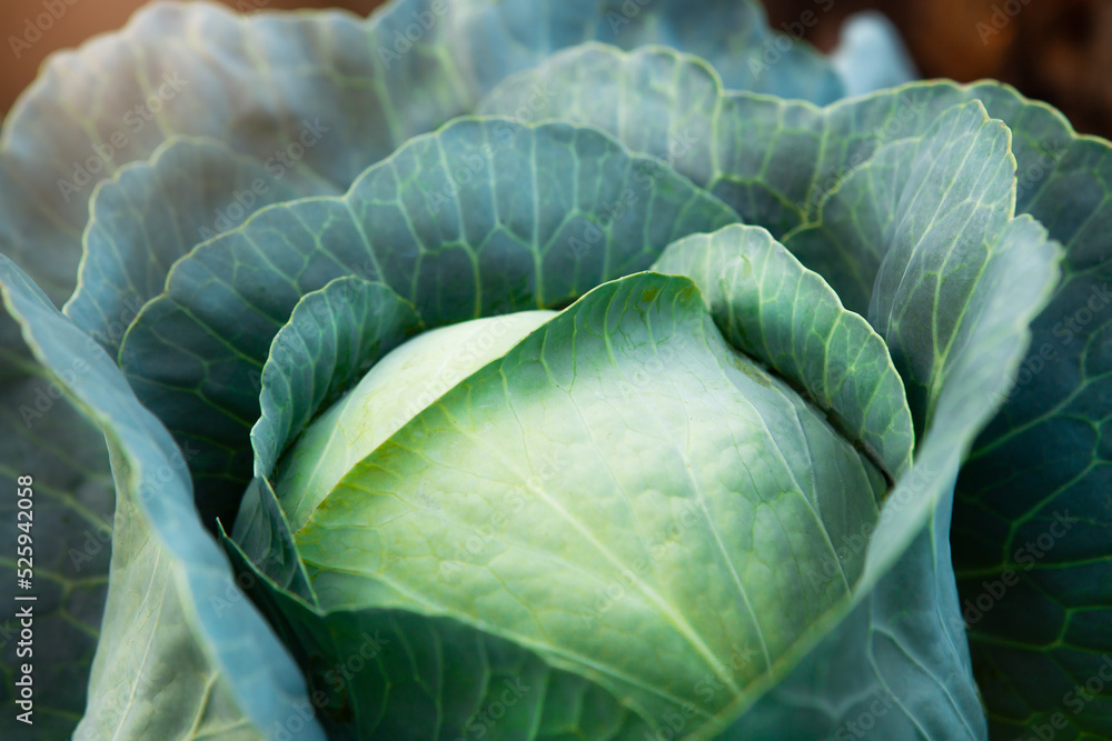 Obraz premium Fresh, white cabbage growing in a vegetable garden on a farm.