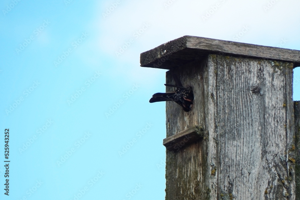 Starling on the crossbar of a birdhouse.
