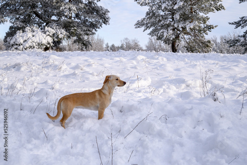 red and white dog walks in the snow in winter