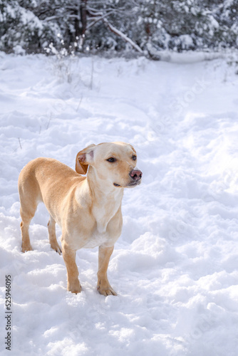 red and white dog walks in the snow in winter