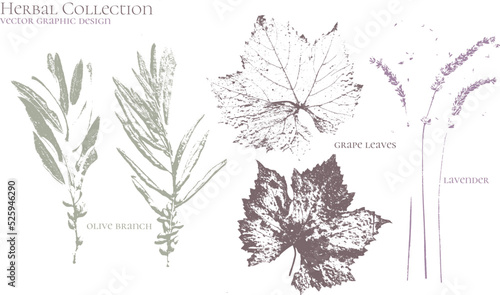 Olive tree, grape leaf, lavender. Set of dried herbs and natural plants - herbarium logo collection 