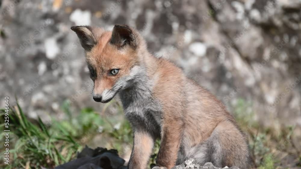 Red fox Vulpes vulpes. A red fox puppy next to a burrow. Close up. Red fox Vulpes vulpes. A red fox puppy next to a burrow. Close up.