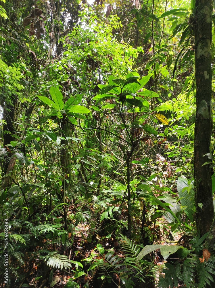 View of the understory of a tropical rainforest in Costa Rica