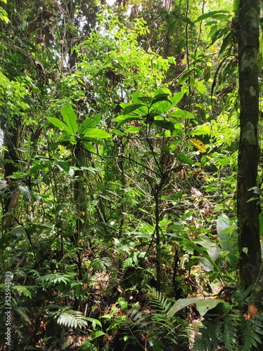 View of the understory of a tropical rainforest in Costa Rica