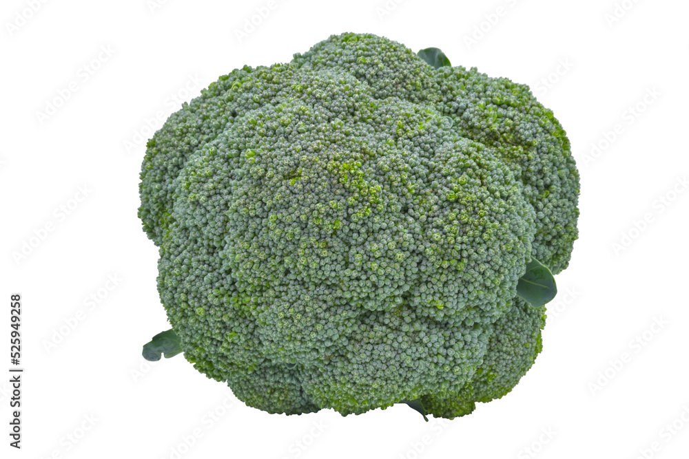 image of isolated broccoli for illustration image of isolated broccoli for illustration